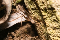 Hoplopholcus forskali