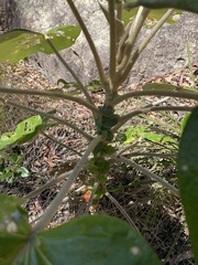 Astrotricha pterocarpa