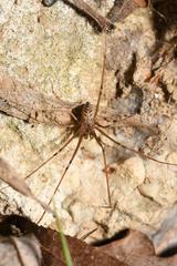 Hoplopholcus forskali
