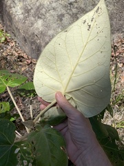 Astrotricha pterocarpa