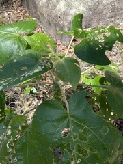 Astrotricha pterocarpa