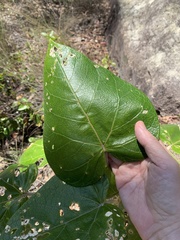 Astrotricha pterocarpa