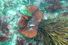 Sonderophycus coriaceus