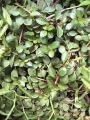 Ludwigia ovalis