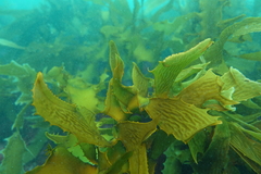 Golden Kelp