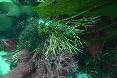 Melanthalia abscissa