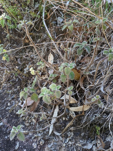Coleus habrophyllus, photograph 6