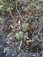 Coleus habrophyllus