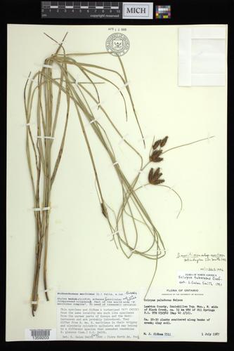 Bolboschoenus maritimus