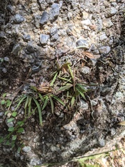 Sarcochilus ceciliae