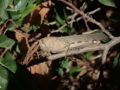 Anacridium aegyptium