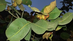 Pistacia