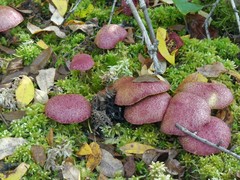 Suillus paluster