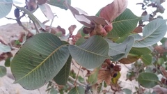 Pistacia