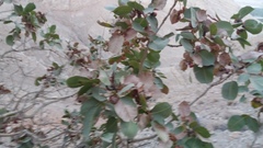 Pistacia