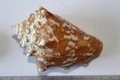 Thetystrombus latus
