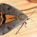 Large Yellow Underwing - Photo (c) NobbiP, some rights reserved (CC BY-SA)