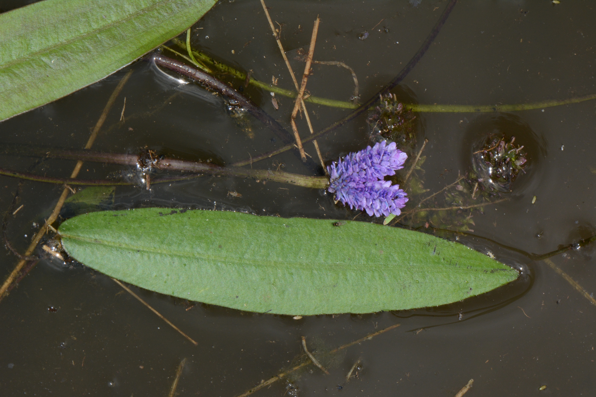 Aponogeton afroviolaceus