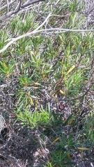 Ornithostaphylos oppositifolia