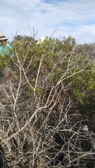 Ornithostaphylos oppositifolia