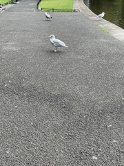 Larus argentatus