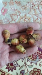 Pistacia