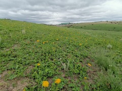 Berkheya umbellata