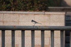 Motacilla alba alboides