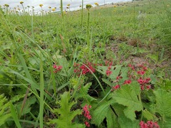 Berkheya umbellata