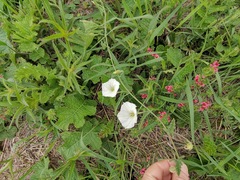 Convolvulus natalensis