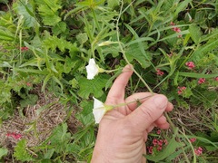 Convolvulus natalensis
