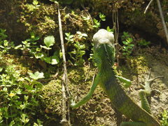 Calotes grandisquamis