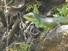 Calotes grandisquamis