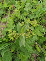 Asclepias fulva