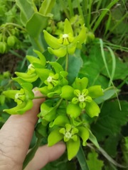 Asclepias fulva