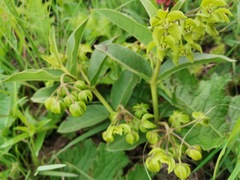 Asclepias fulva