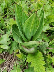 Hypoxis colchicifolia