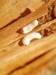 Scolytus intricatus