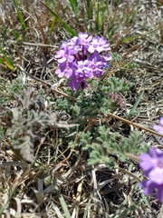Glandularia venturii