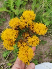 Berkheya umbellata