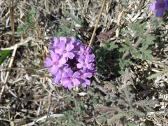Glandularia venturii