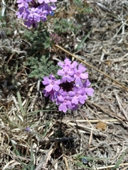 Glandularia venturii