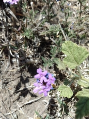 Glandularia venturii