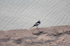 Motacilla alba alboides