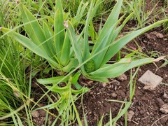 Aloe boylei