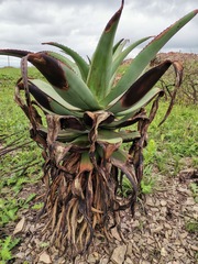 Aloe candelabrum