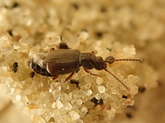 Lesteva longoelytrata