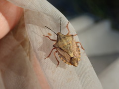 Carpocoris mediterraneus mediterraneus