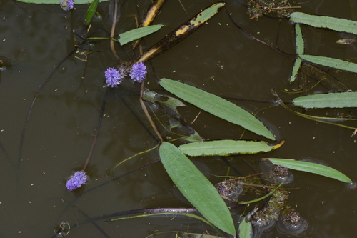 Image of Aponogeton Afroviolaceus (Aponogeton afroviolaceus) by no rights reserved