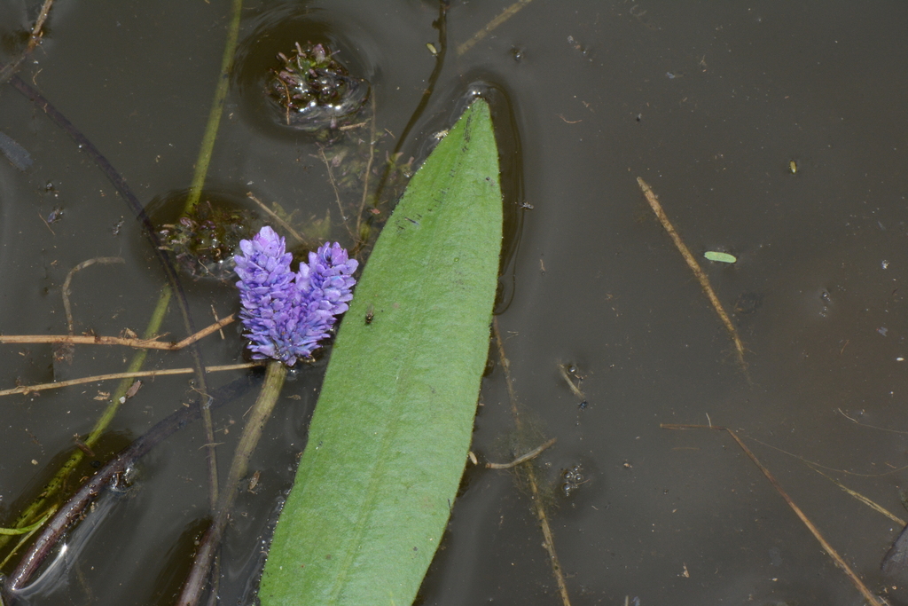 Aponogeton afroviolaceus